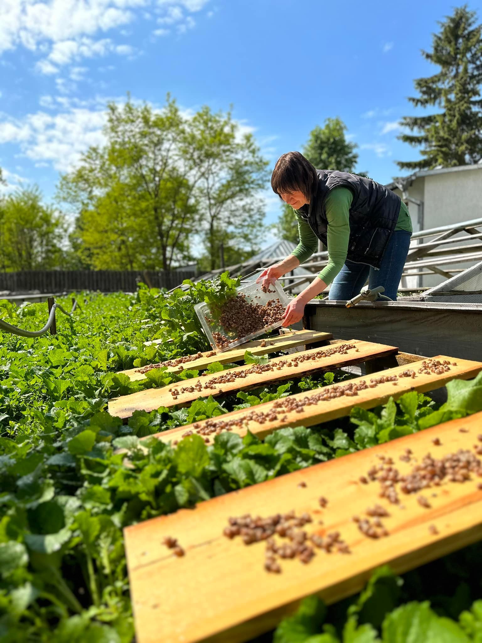 Sraigių perkėlimas